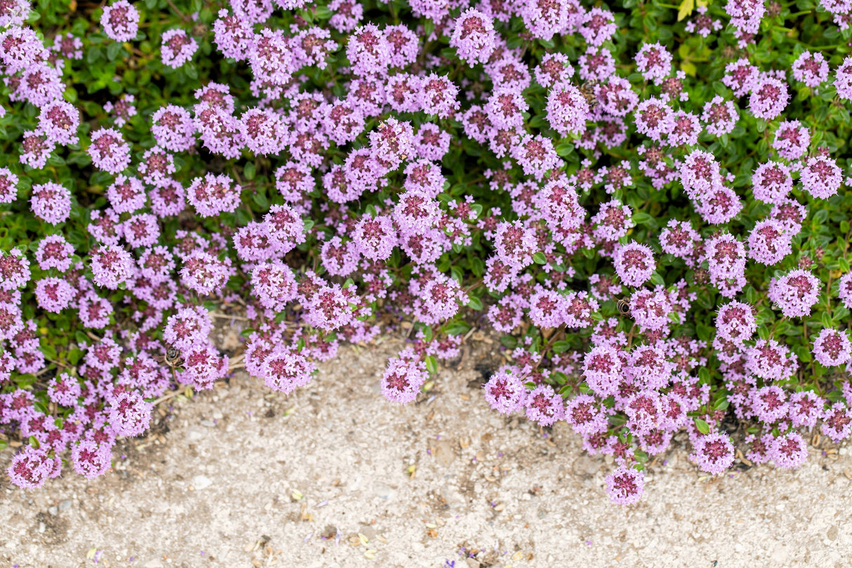 100 MOTHER OF THYME aka Lemon Broadleaved Large Thyme Thymus Pulegioides Herb Pink Flower Seeds