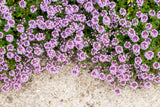100 MOTHER OF THYME aka Lemon Broadleaved Large Thyme Thymus Pulegioides Herb Pink Flower Seeds