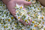 1000 GERMAN CHAMOMILE Matricaria Recutita Chamomilla Herb Flower Seeds