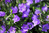 500 TELHAM BEAUTY BELLFLOWER Blue Peach Leaved Campanula Persicifolia Flower Seeds