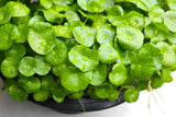 50 SPADELEAF Edible Coinwort Centella Asiatica Gotu Kola Herb Pink Flower Seeds