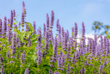 100 ORGANIC Superior LICORICE MINT Agastache Rugosa Korean Tea Herb Purple Flower Seeds