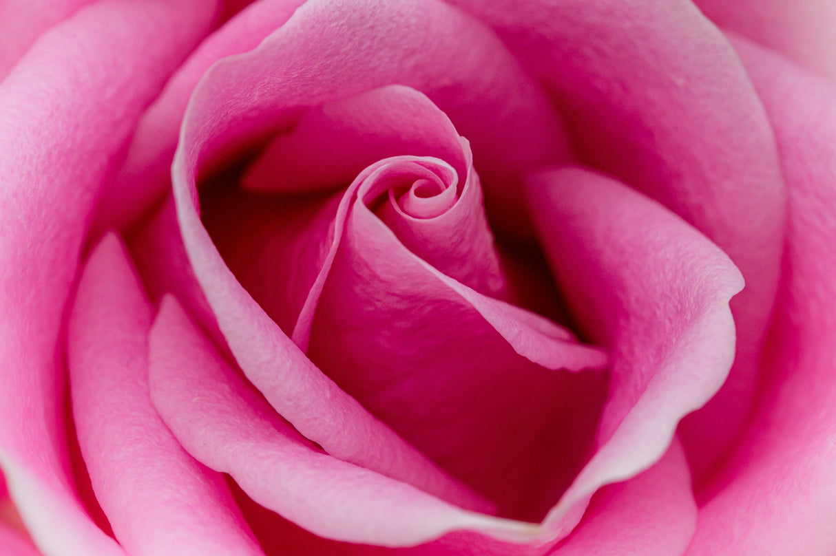 5 PINK ROSE Rosa Bush Shrub Perennial Flower Seeds