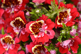 200 Mixed Colors BUTTERFLY ORCHID (Poor Mans Orchid / Angel Wings) Schizanthus Wisetonensis Flower Seeds