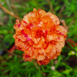 100 Orange PORTULACA MOSS ROSE Portulaca Grandiflora Succulent Flower Seeds