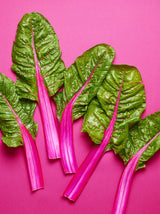 40 PINK LIPSTICK SWISS CHARD Vegetable Seeds Perpetual Spinach Beta Vulgaris Seeds
