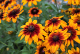 4000 Indian Summer GLORIOSA DAISY Rudbeckia Hirta Red Yellow Brown Flower Seeds