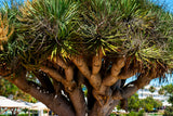 10 DRAGON TREE Dracaena Draco Canary Island Drago Blood Asparagus Yucca Evergreen Succulent Houseplant Orange Berry White Flower Seeds