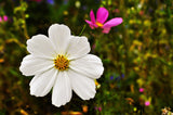 350 PURITY WHITE COSMOS Cosmos Bipinnatus Flower Seeds