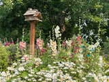 25 WHITE HOLLYHOCK Alcea Rosea Flower Seeds Perennial