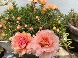 100 Mixed Colors PORTULACA MOSS ROSE Grandiflora Flower Seeds