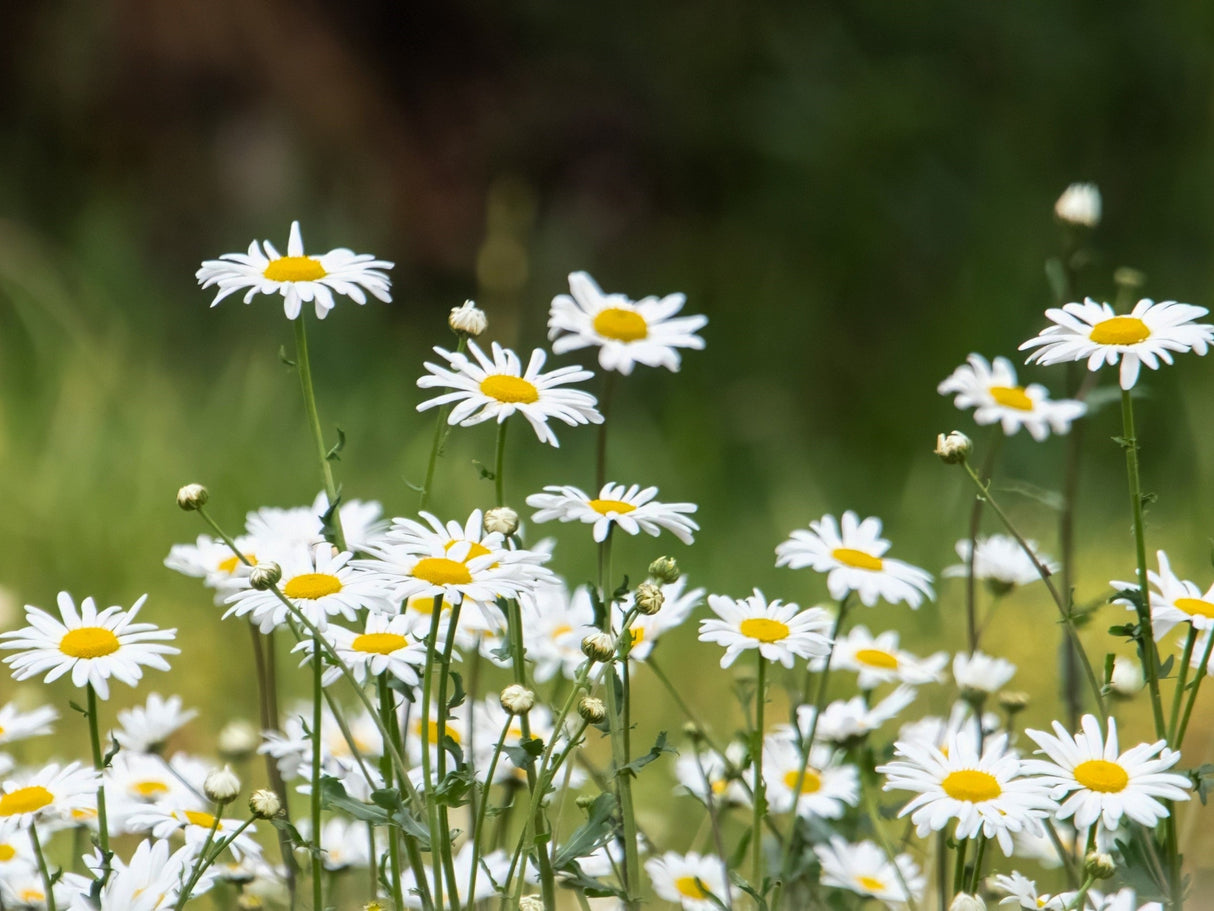 2000 OX EYE DAISY Marguerite Chrysanthemum Leucanthemum White Flower Seeds