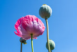 1000 POPPY " THE GIANT " Papaver Giganteum Pink & Purple Huge Pods Flower Seeds