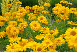 50 SUMMER SUN SUNDROPS Yellow Heliopsis Scabra False Sunflower Flower Seeds