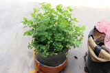 2000 CUTTING LEAF CELERY Apium Graveolens Soup Vegetable Herb Seeds