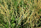 1500 WRINKLED CRINKLED CRESS Garden Lepidium Sativum Greens Vegetable Seeds