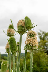 75 FULLERS TEASEL Indian Teasel Dipsacus Sativus White Flower Herb Seeds