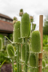 75 FULLERS TEASEL Indian Teasel Dipsacus Sativus White Flower Herb Seeds