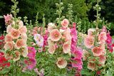 25 PEACH HOLLYHOCK Alcea Rosea Flower Seeds Perennial
