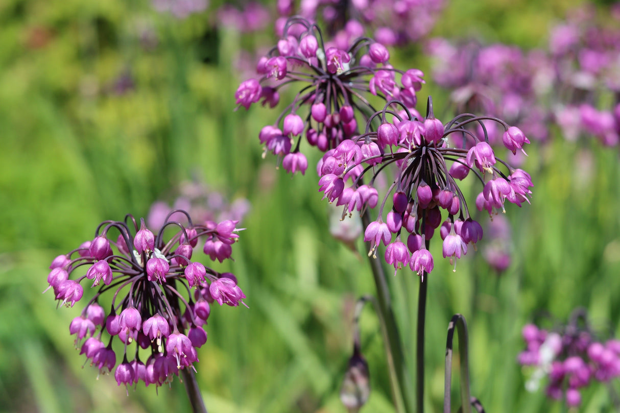 250 ALLIUM NODDING ONION Allium Cernuum Flower Seeds