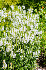 50 WHITE Showy OBEDIENT PLANT False Dragon Head Physostegia Virginiana Flower Seeds