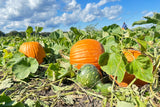 50 CONNECTICUT FIELD PUMPKIN BigTom Orange Yankee Cucurbita Pepo Vegetable Seeds