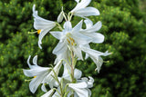 500 White PEACH LEAVED BELLFLOWER Campanula Persicifolia Flower Seeds