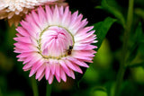 50 PINK DOUBLE STRAWFLOWER Helichrysum  Xerochrysum Bracteatum Flower Seeds