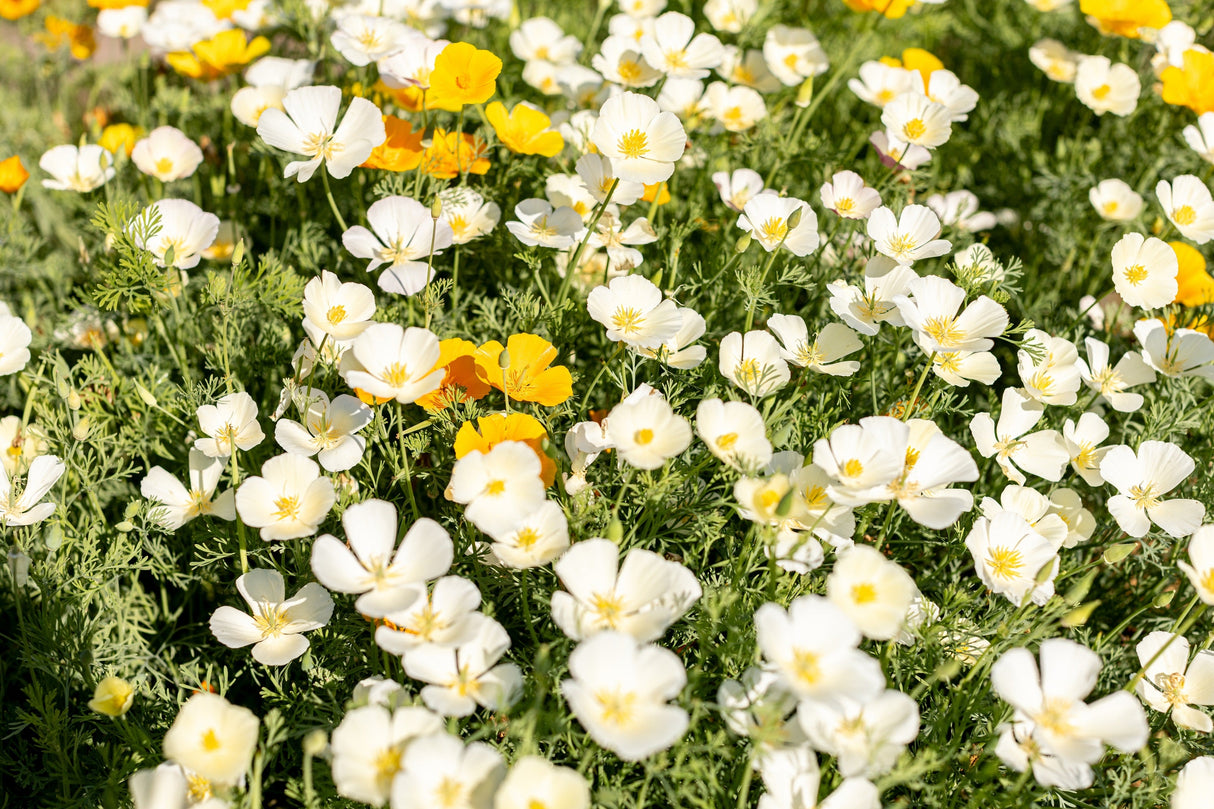 1000 WHITE CALIFORNIA POPPY Eschscholzia Californica Flower Seeds