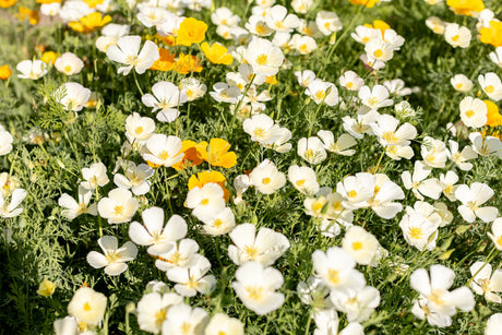 1000 WHITE CALIFORNIA POPPY Eschscholzia Californica Flower Seeds