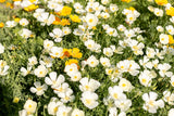 1000 MIXED Colors CALIFORNIA POPPY (Ballerina / Mission Bells) Eschscholzia Californica Flower Seeds