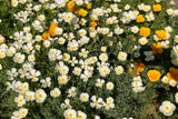1000 WHITE CALIFORNIA POPPY Eschscholzia Californica Flower Seeds