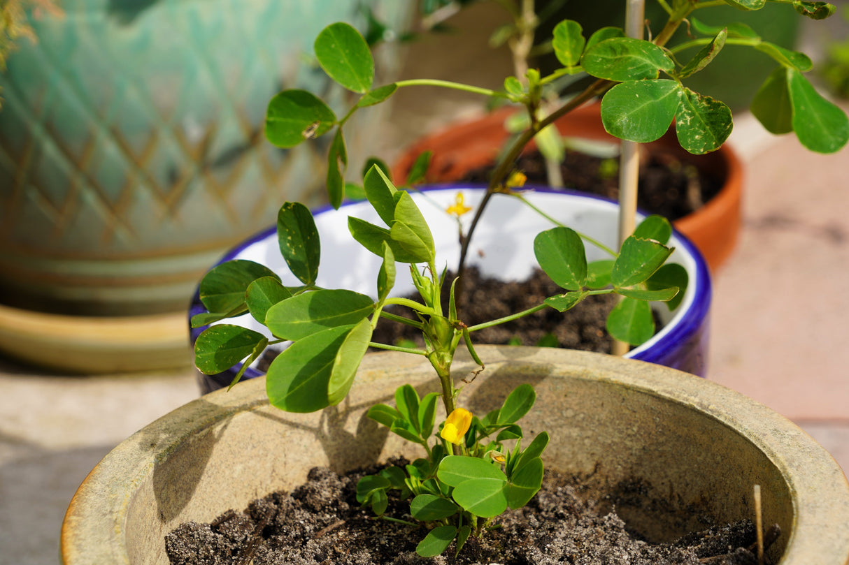 20 Seeds Early SPANISH PEANUT Arachis Hypogaea Perennial Nut Plant