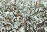 10 AMERICAN SILVERBERRY Elaeagnus Commutata aka Wolf Willow Wolfberry Wild Olive Berry Fruit Shrub Seeds
