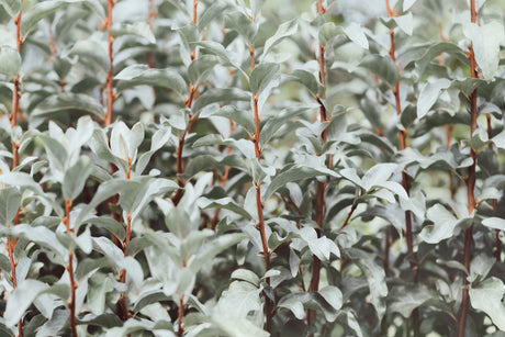 10 AMERICAN SILVERBERRY Elaeagnus Commutata aka Wolf Willow Wolfberry Wild Olive Berry Fruit Shrub Seeds