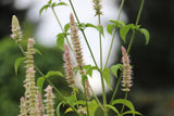 500 GIANT YELLOW HYSSOP Agastache Nepetoides Herb Flower Seeds