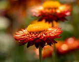 100 ORANGE DOUBLE STRAWFLOWER Xerochrysum Bracteatum Helichrysum Monstrosum Flower Seeds