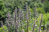 50 MOTHERWORT (Lions Tail / Heartwort) Leonurus Cardiaca Herb Flower Seeds