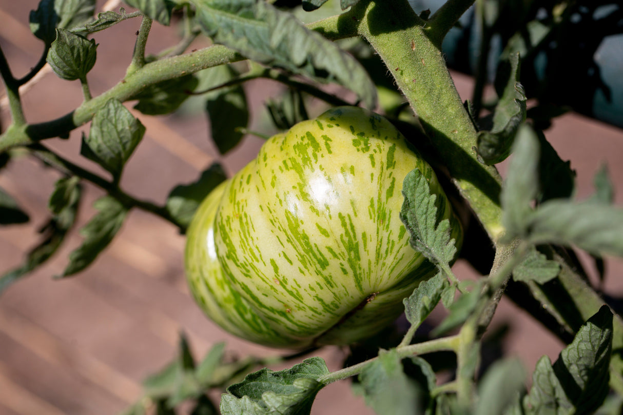 50 GREEN ZEBRA TOMATO Striped Lycopersicon Fruit Vegetable Seeds