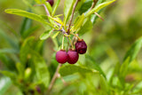 5 CHERRY PRINSEPIA Chinese Sinensis Edible Red Fruit Tree Shrub Flower Seeds