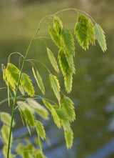 100 RIVER OATS (Northern Sea Oats / Inland Oats) Ornamental Uniola Latifolia Grass Seeds