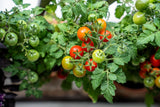 500 BULK Dwarf Cherry TOMATO TINY TIM Solanum Lycoperscium Red Fruit Seeds