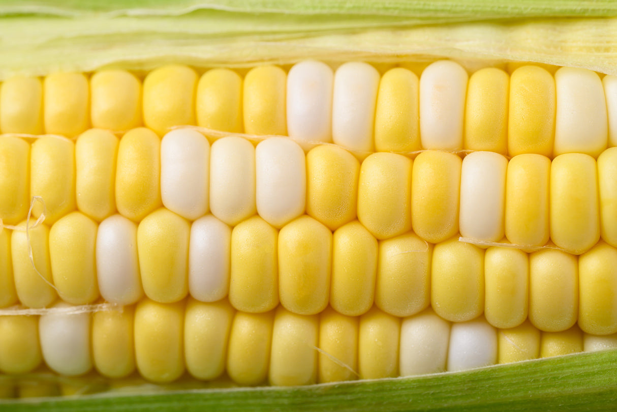60 BICOLOR CORN DELECTABLE Yellow & White Zea Mays Vegetable Seeds