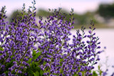 50 BLUE WILD INDIGO (False Indigo) Baptisia Australis Flower Seeds