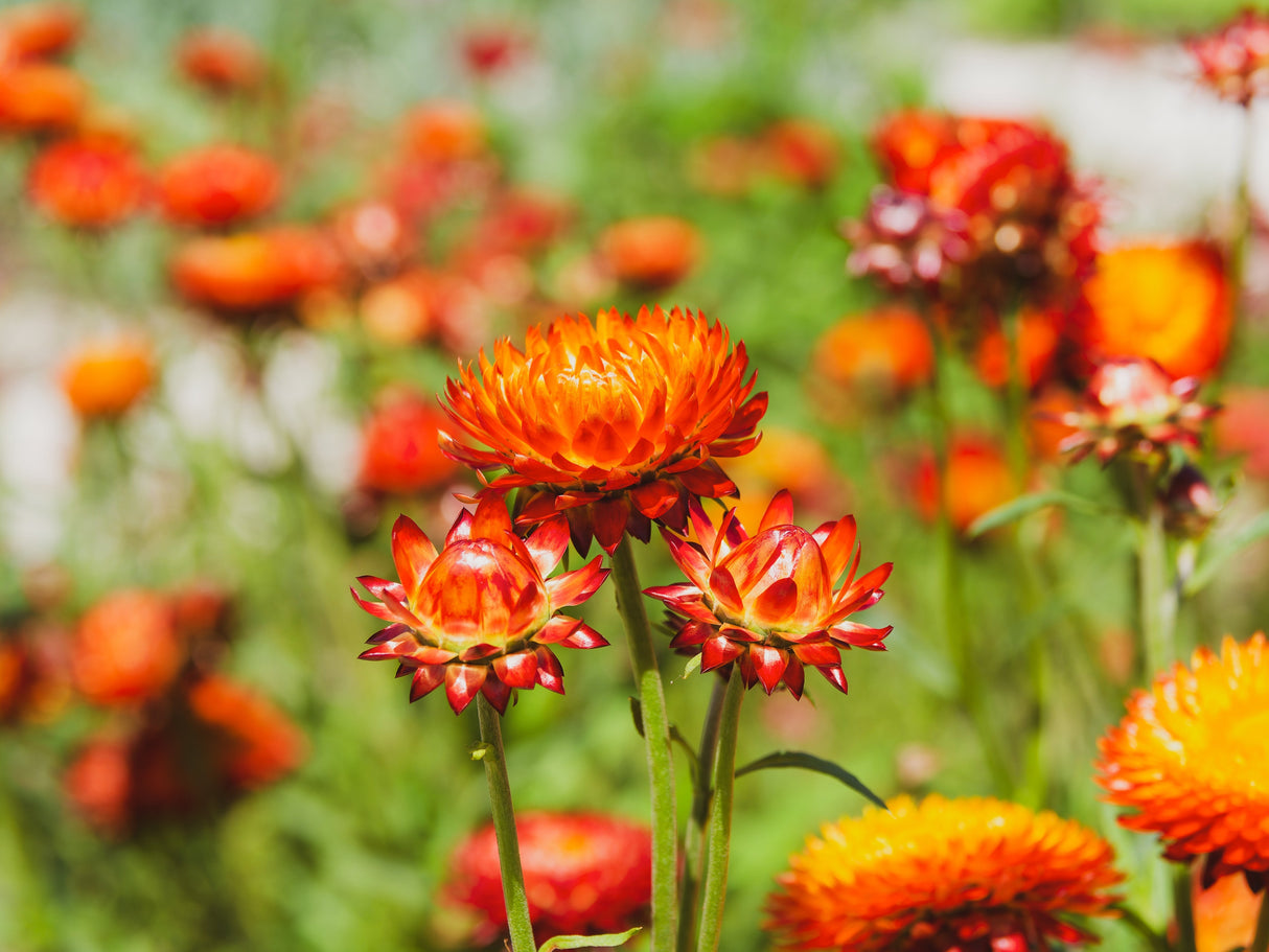 100 ORANGE DOUBLE STRAWFLOWER Xerochrysum Bracteatum Helichrysum Monstrosum Flower Seeds