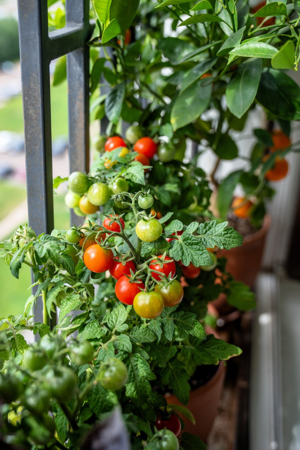 30 Dwarf Cherry TOMATO TINY TIM Solanum Lycoperscium Red Fruit Seeds