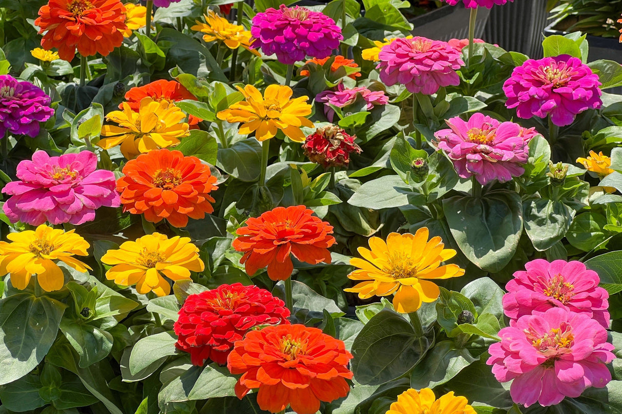 200 Mixed Colors ZINNIA POMPON Zinnia Elegans Flower Seeds