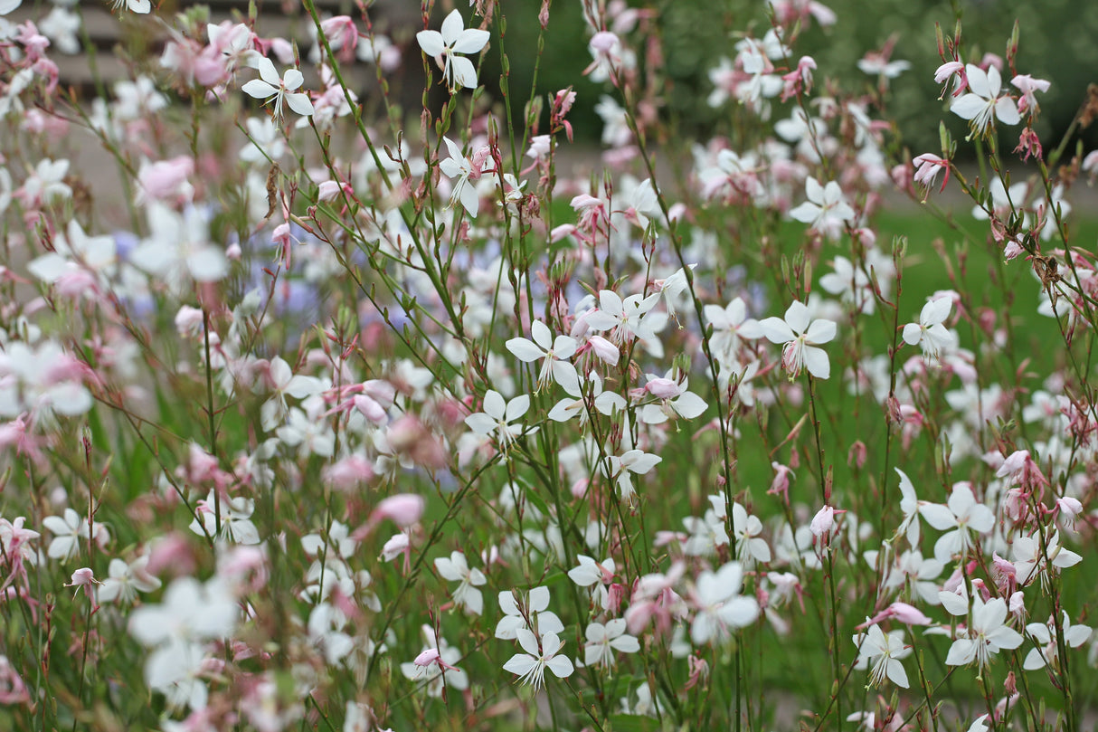 100 White GAURA WHIRLING BUTTERFLIES Gaura Lindheimeri Flower Seeds