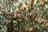 5 JOJOBA Simmondsia Chinensis Fruit Nut Oil Evergreen Shrub Seeds