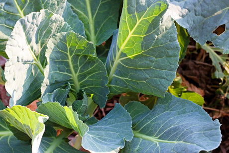 1000 PREMIER KALE Early Hanover Brassica Oleracea Greens Vegetable Seeds